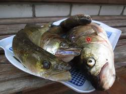 Ловля судака на Волге