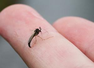 Как защититься от комаров, мошки, ос