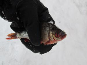 Насадки для зимней рыбалки
